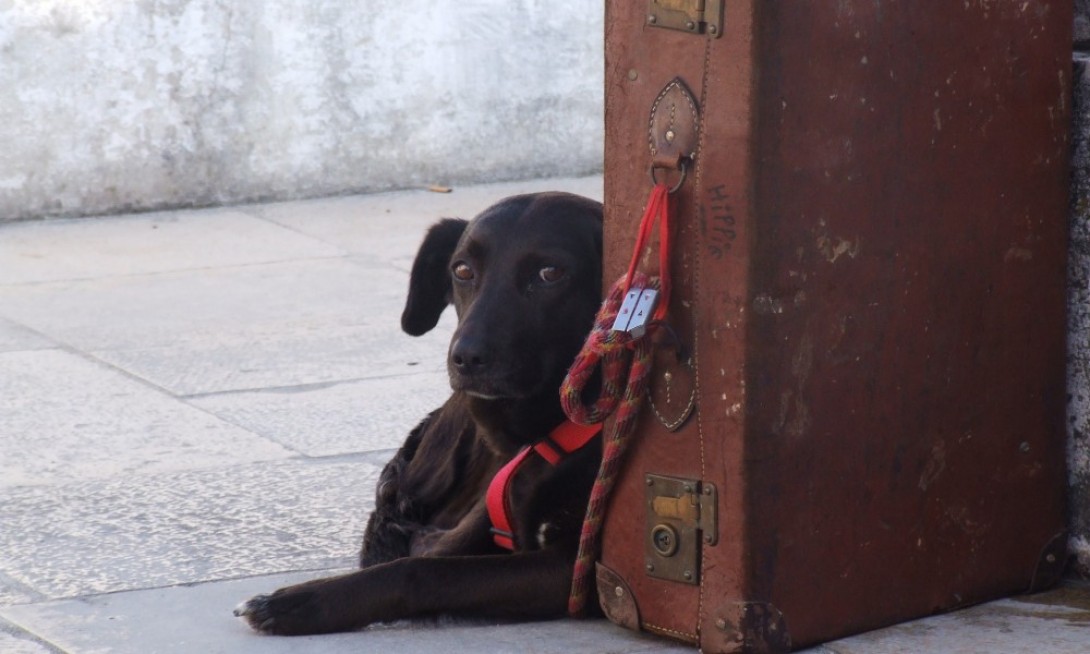 Neos trasporto animali: tutte le informazioni che ti servono